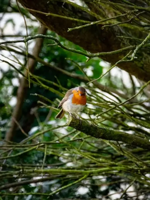 A small white and brown bird with orange chest colors sitting on a tree branch