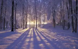 Snow covered clearing in forest with shadows from sunlight filtering through distant tall trees